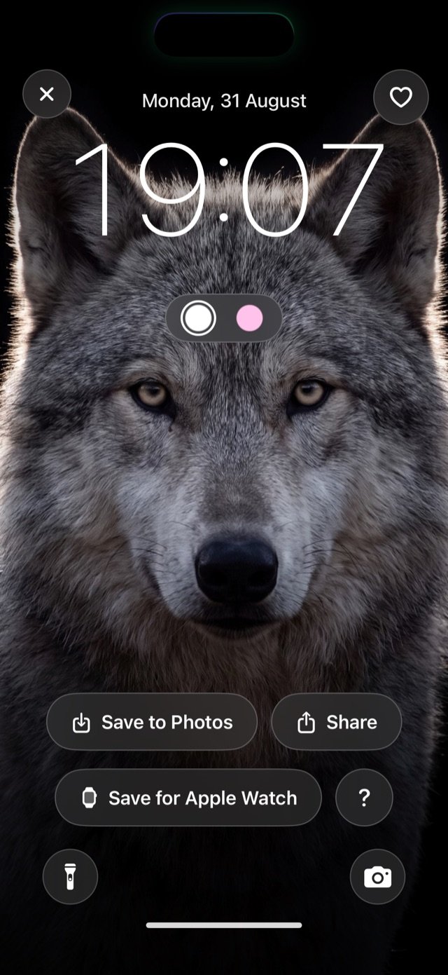 Screenshot of the app: the Lock Screen showing the wallpaper “Wolf in Backlight”. The wolf’s head and ears stand in front of the clock digits, and the time stays legible.