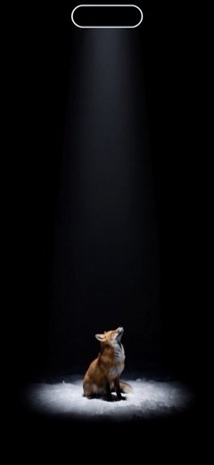 Fox in the Beam — one of the four permanently free wallpapers