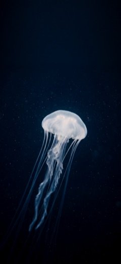 Deep-Sea Jellyfish