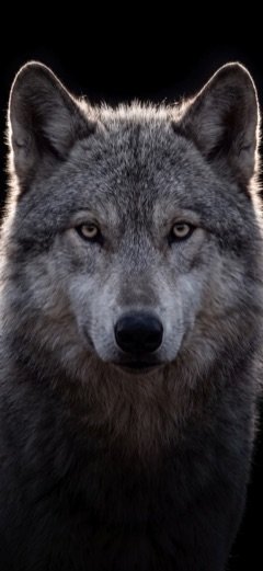 Wolf in Backlight