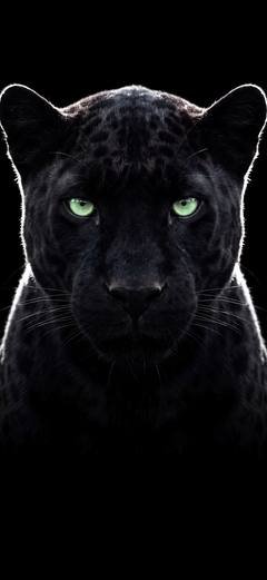 The wallpaper “Panther” — head and shoulder fill the upper third of the frame.