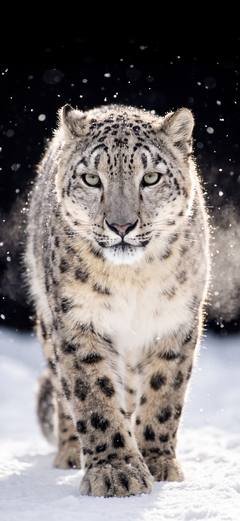 The wallpaper “Snow Leopard” — the head sits high in the frame, leaving room for the clock in front of it.