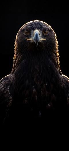 The wallpaper “Golden Eagle” — the bird’s head sits in the upper third, right where the clock stands.