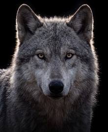 The wallpaper “Wolf in Backlight” as a watch face: the wolf’s head fills the frame.